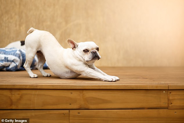 If your dog is stretching, he may appear relaxed, but there is more to this behavior.