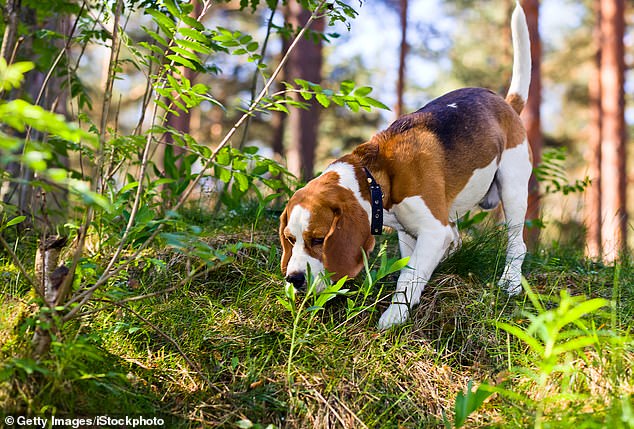 Sniffing can sometimes be an avoidance or displacement behavior.