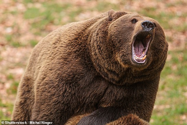 There are believed to be more than 1,000 grizzly bears and up to 650 black bears in Wyoming, all of which currently feed for up to 22 hours a day.