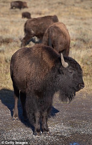 Pictured: a bison grazing along the river in Yellowstone.