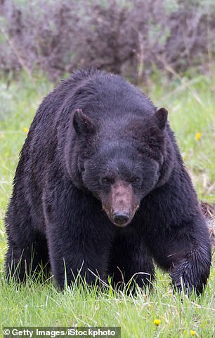 Pictured: a large adult black bear in Yellowstone.