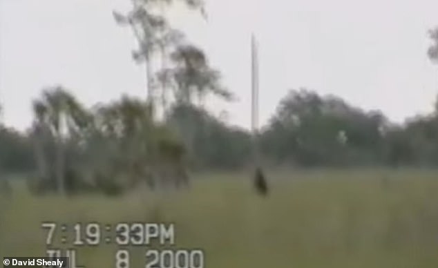 An alleged sighting of a Skunk Ape in the Florida Everglades on July 8, 2000