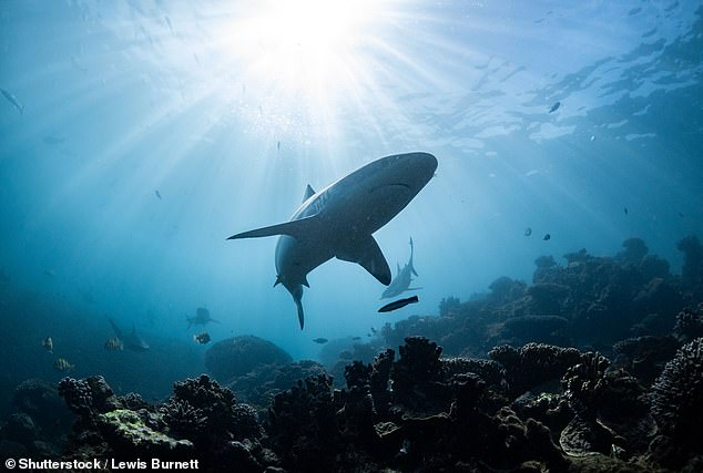 Pictured: The silhouette of a gray reef shark is seen against rays of light at Ningaloo Reef, Western Australia.