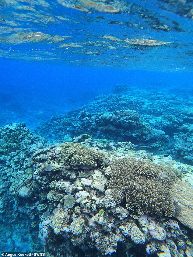 This image shows a reef in the Gambier Islands in French Polynesia.