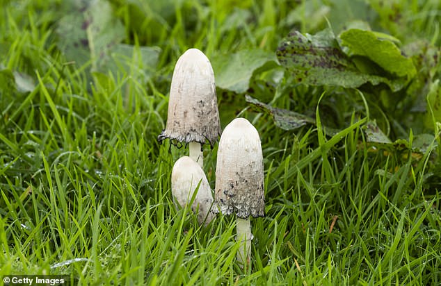 Hairy ink caps (pictured) are edible, but experts warn it could be risky if pickers are tricked into picking up unsafe varieties while searching for them.