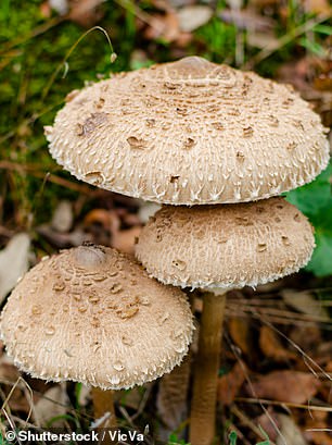 The parasol mushroom is a common edible mushroom that grows in rings in grasses and forests.