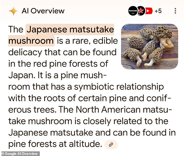 In another case, the AI ​​overview provided images of chanterelle mushrooms while describing Japanese matsutake, a completely different mushroom.