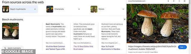 Google's AI overview described a beech mushroom and provided images of the boletus, another very different edible mushroom.