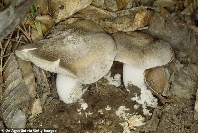 Renton says AI-powered apps and insights can confuse poisonous varieties like white dome (pictured) with similar-looking edible mushrooms.