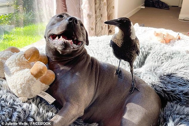 Molly and her canine companions, Peggy and Ruby, live with Juliette Wells and Reece Mortensen in their Gold Coast home and have become social media stars.