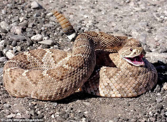 In Gilbert, Arizona, the most common rattlesnake species is the western rattlesnake.