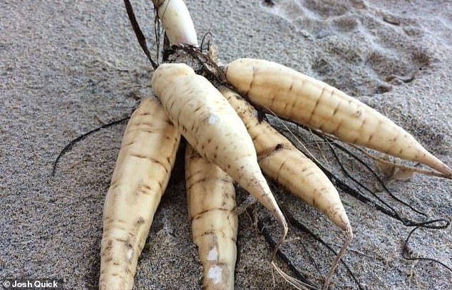 Pictured here is the parsnip-like root of the plant, which has been described as Britain's most toxic and no other British plant has caused more fatalities. In the past, humans have died from eating it.