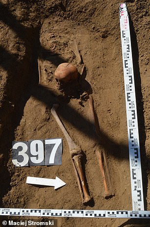 Skeleton number 397 of 450 discovered in the village of Luzino, in northeastern Poland