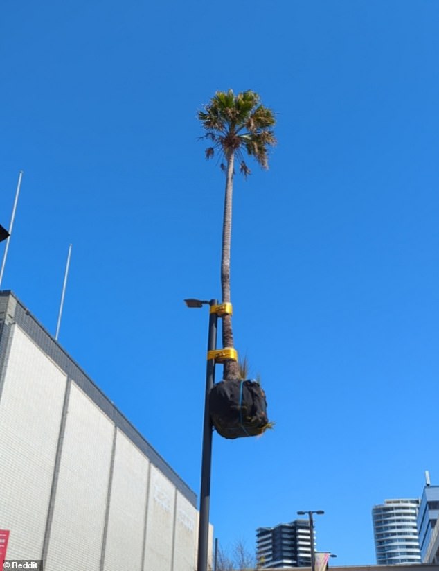 The installation titled 'Illawarra Placed Landscape' or better known to locals as 'palm tree on a pole' was created by New Zealand artist Mike Hewson (the artwork is pictured)