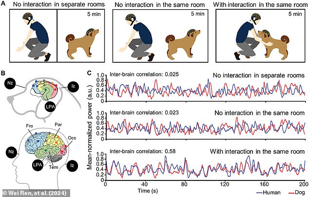 Scientists monitored the brains of humans and dogs while they were separated, in the same room, or interacting. As these graphs show, levels of synchronization were much greater while the pair were interacting (bottom graph).