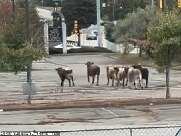 The herd of bulls is seen charging across the car park as stunned onlookers look on in shock.