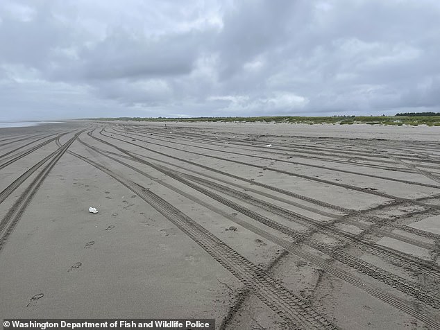 Photographs taken on the beach show two dozen dead seagulls.