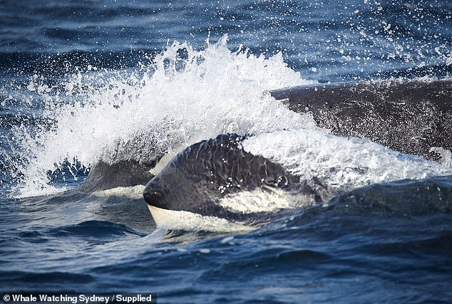 The creatures (pictured) are typically found in Australian waters between June and October on the east coast and between January and April on the west coast.