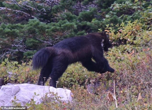 Commentators were quick to identify the animal as a wolverine, which was listed as endangered in 2023.