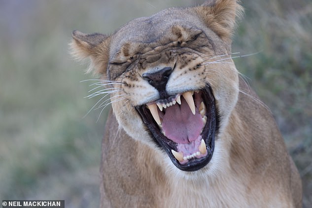 African wonders: Okavango has the world's highest concentration of endangered large mammals, Jane reveals. Above, a snarling lion captured by Jane's husband Neil