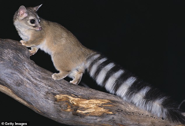 Ringtails are cat-sized carnivores that look like a small fox with a long raccoon-like tail.