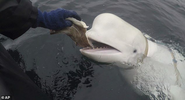 Hvaldimir, a white beluga whale that was first spotted near Russian waters wearing a harness and sparked rumors it could be a spy for Moscow, has been found dead