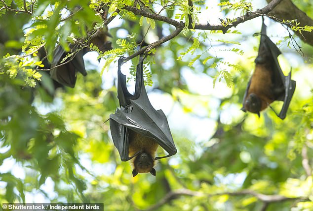 White-nosed bat populations are declining due to a disease called white-nose syndrome.