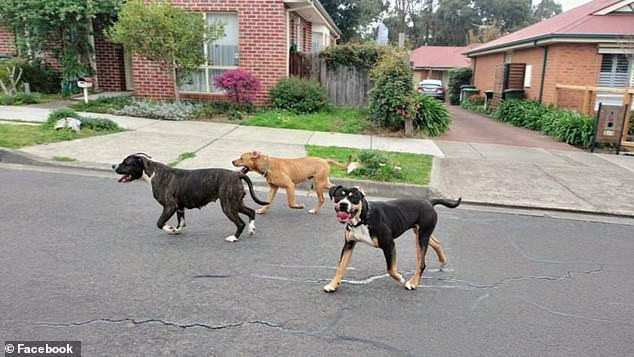 Several neighbours have said they had complained about the dogs (pictured) to local Hume Council before they left both women needing surgery for their injuries.