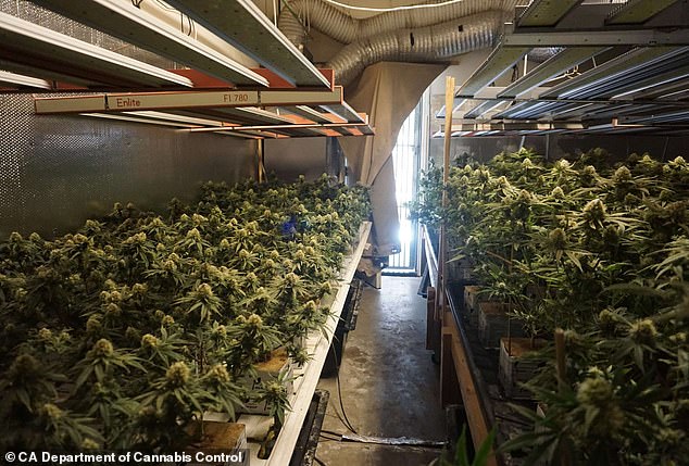 In April, a drug raid at a luxury two-story, five-bedroom home in Antioch uncovered hundreds of thousands of dollars worth of illegal cannabis in a single residence (pictured)