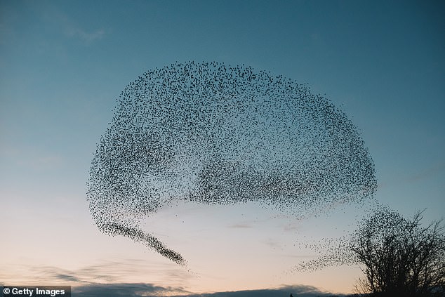 Flocks of birds and other creatures can get caught in the eye of hurricanes