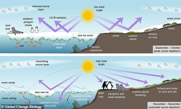 Previous studies have found that the delayed recovery of the ozone hole (November-December, below) means more ultraviolet radiation reaches Antarctica and during the peak breeding season for many birds, mammals and marine plants.