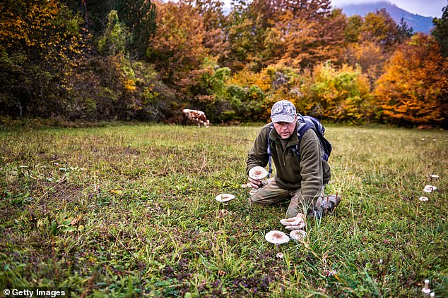 Foragers have been warned to avoid using Google Images to identify mushrooms after the search engine delivered AI-generated images (stock image)