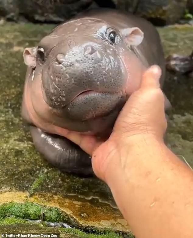 Pygmy hippos, also known as dwarf hippos, are native to West Africa.