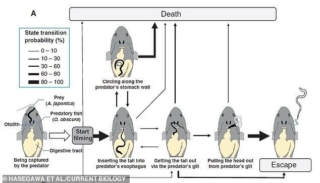 Researchers observed some eels circling the fish's stomach. Of the eels tested, 13 managed to insert their tails through the gills and nine managed to escape completely.