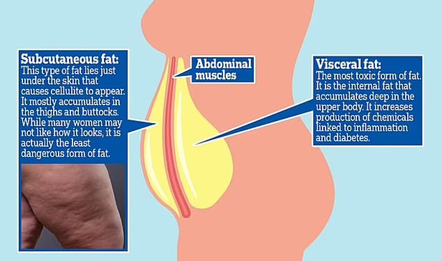 The researchers specifically studied subcutaneous fat in 32 people: 16 who exercised four times a week for an average of 11 years and 16 people who led sedentary lives.