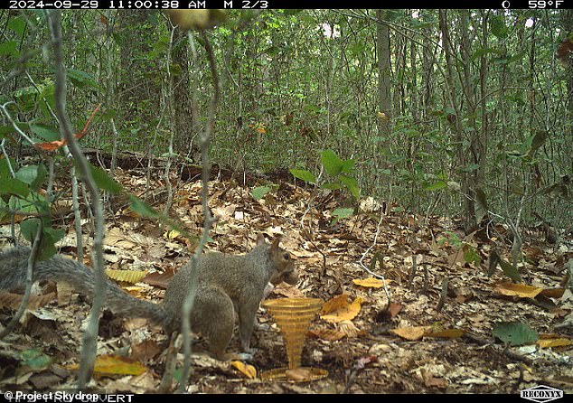 Users also joke about the trail camera photo of the squirrel next to the trophy, as an homage to the original promotional video that showed an animated squirrel with the treasure.