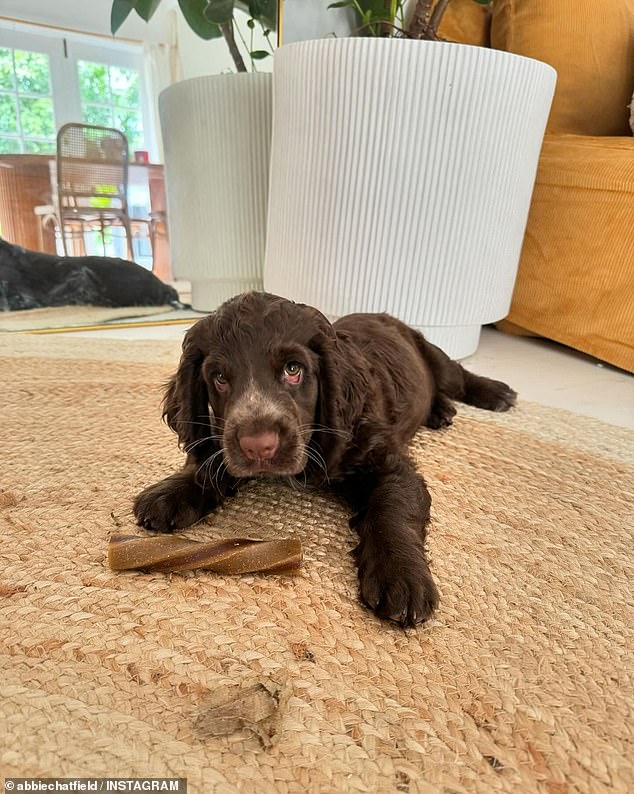 Abbie Chatfield's one-year-old puppy Daisy (pictured) now lives with a good friend's sister in Brisbane.