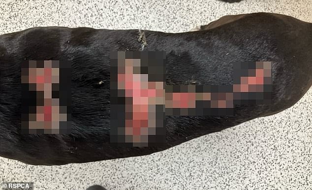 In a statement, RSPCA WA said the man gave 