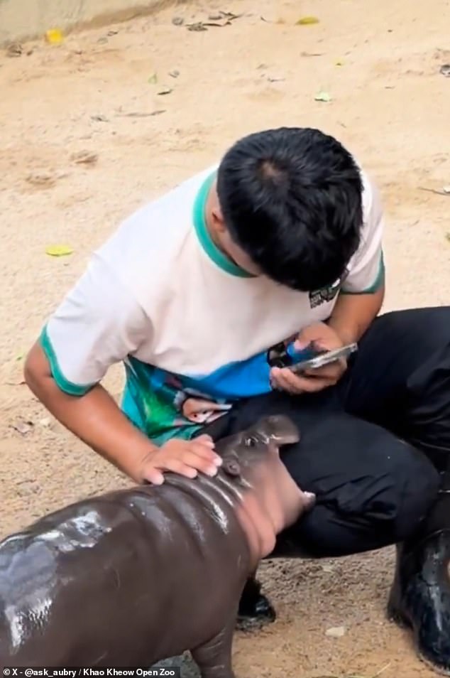 Moo Deng appears to react strongly to being sprayed with water and retaliates by charging at his handler and biting his leg.