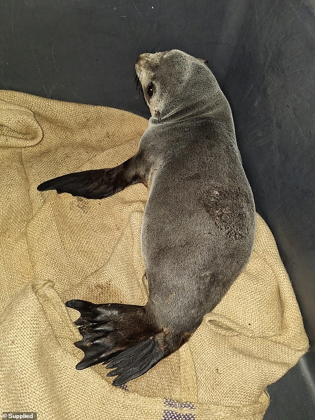 The juvenile seal (pictured) had to be euthanized due to the severity of its injuries.