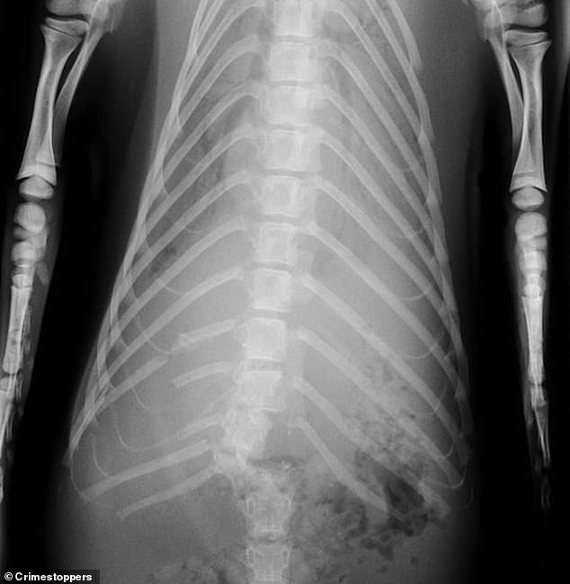 Several of Sammy's ribs were broken and his spine had been broken in half (X-ray is shown in the photo)