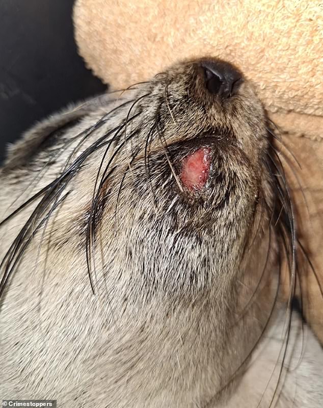 A local resident was horrified to discover that the baby seal had suffered serious facial injuries (pictured) and critical back injuries in the hours since she last checked on the animal.