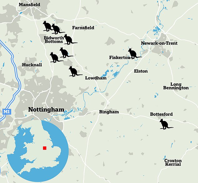 Additional sightings have been added to a map published by Nottinghamshire Wildlife Trust, which reveals the kangaroos were spotted more than 20 miles away, or about 12,000 hops.