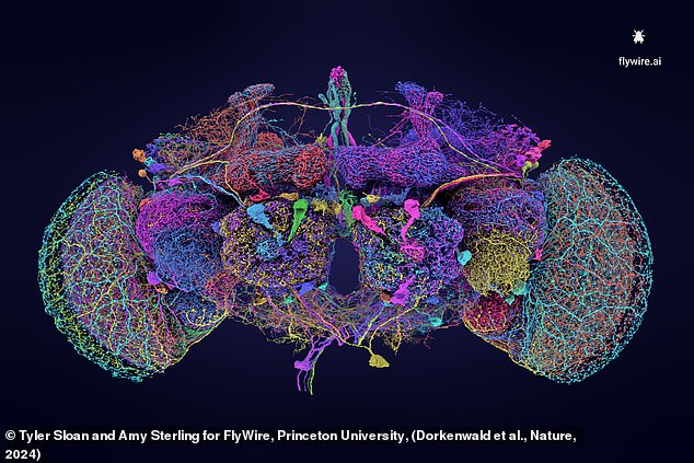 The researchers cut a fly's brain into 7,000 slices and scanned them with an electron microscope to reveal how each neuron is connected throughout the brain.