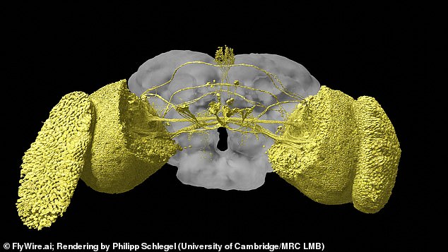 The map also allows researchers to study the brain regions responsible for different skills. For example, this image shows the visual system of a fly.