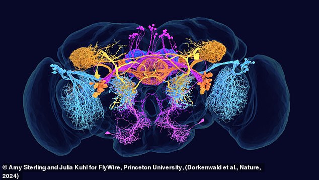 This map reveals the connections within the brain in never-before-seen detail and contains seven times more neurons than previous maps. This image shows different cells color coded according to the chemicals they use to transfer information.