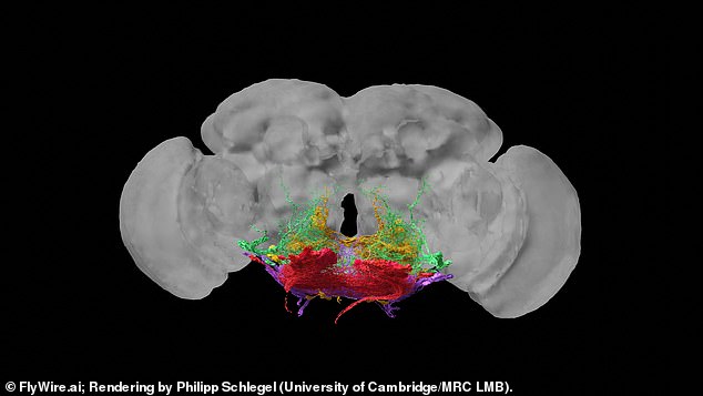 This map shows the 100 neurons that make up a fly's motor system. This is the first time researchers have mapped the brain of an animal capable of walking and seeing.