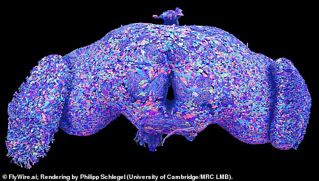 Although a fly brain contains a million times fewer neurons than the human brain, researchers hope this could lay the groundwork for studying the brains of larger organisms.