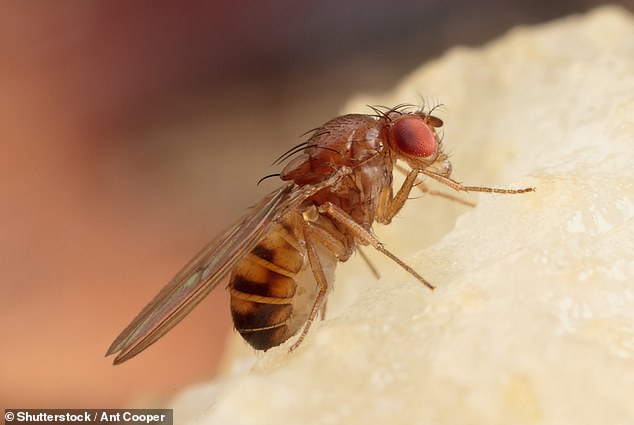 Since fruit flies are capable of complex behaviors, by mapping their brains researchers can learn more about the neural circuits that make this possible.