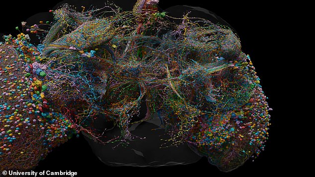 The next goal will be to identify the role of individual neurons within the map (pictured) so researchers can begin simulating brains digitally.